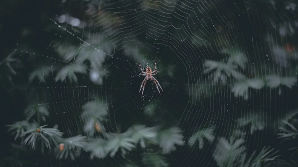 Spider — Islamic illustration (animal)