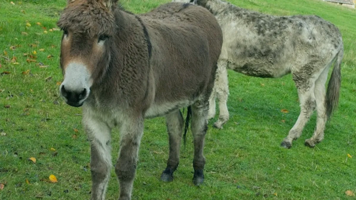 Donkey — Islamic illustration (animal)