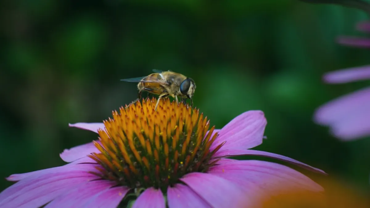 Bee — Islamic illustration (animal)