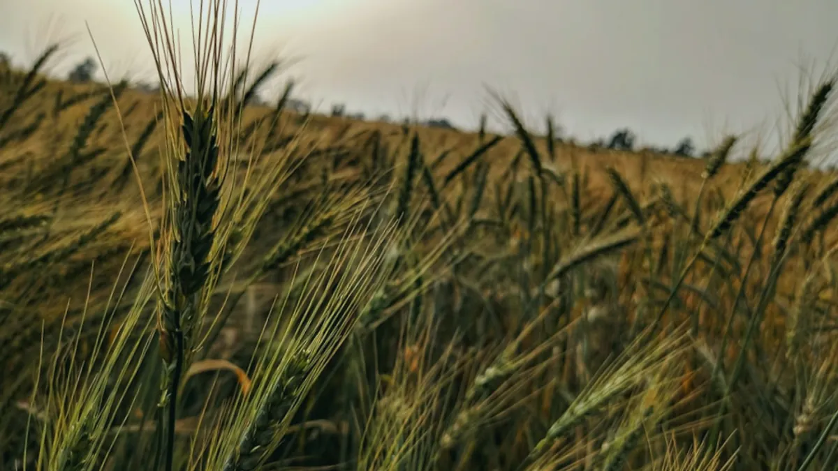 Wheat — Islamic illustration (element)