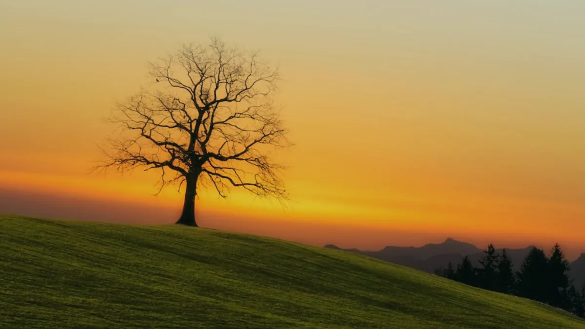 Tree — Islamic illustration (element)